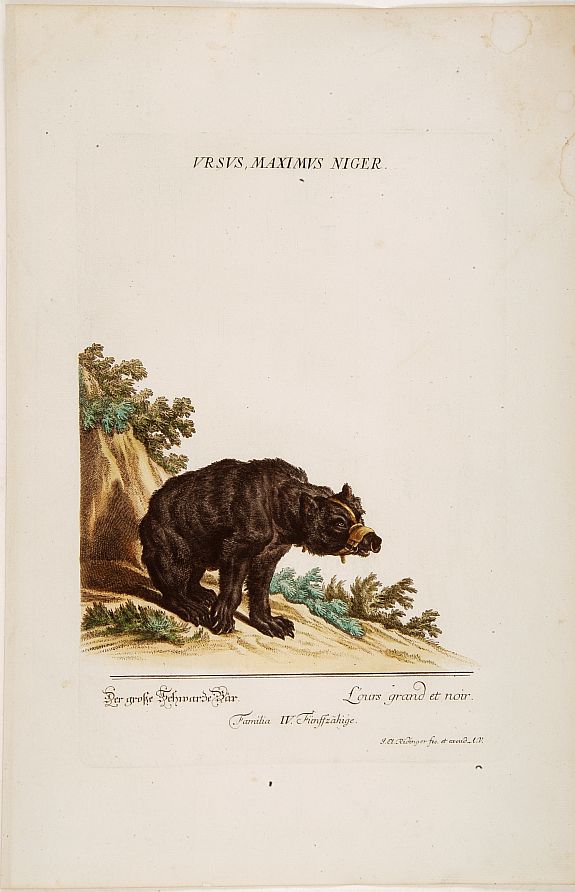 RIDINGER, J. E., L'ours grand et noir., antique map, old maps