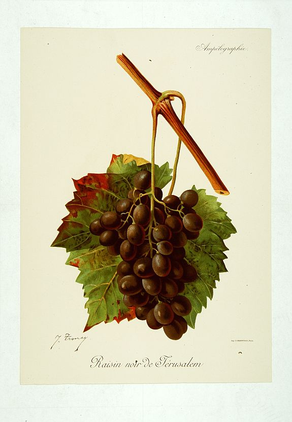 TRONCY, J., Raisin noir de Jérusalem, antique map, old maps