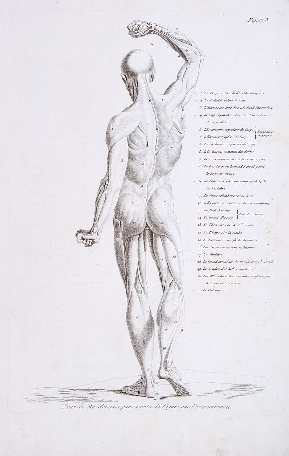 ANONYMOUS, Noms des Muscles qui aparoissent a la Figure vue Posterieurement., antique map, old maps