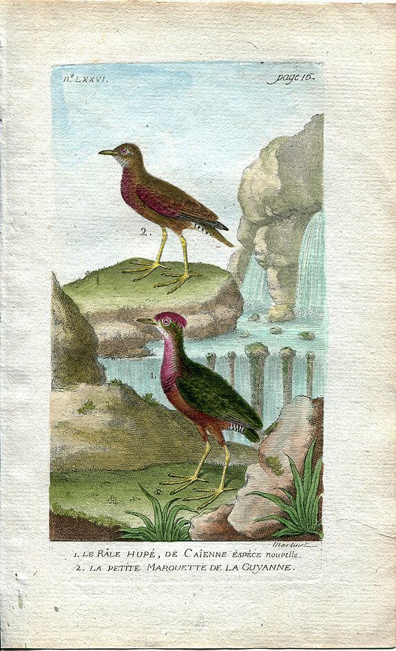 MARTINET, F.N., 1. Le Râle Huppé, de Caienne éspéce nouvelle. / 2. La petite Marouette de la Guyanne., antique map, old maps