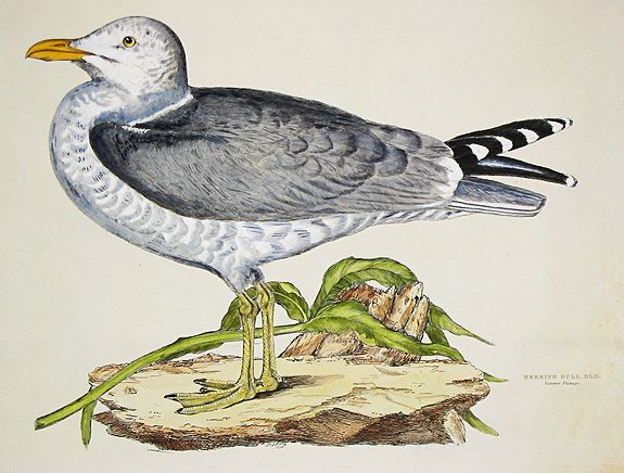 SELBY, Prideaux John (1788-1867)., Herring Gull, Old. Summer Plumage. PPlus 2 other bird prints by Pagelet and 4 of Bortzelles, antique map, old maps