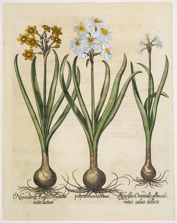 BASILIUS BESLER, Narcissus nobilis Orientalis polyanthosmixtus .., antique map, old maps