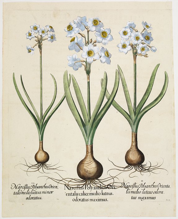 BASILIUS BESLER, Narcissus Polyanthos Orientalis calice medio luteus. Odoratus maximus., antique map, old maps