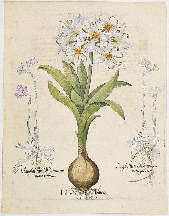 BASILIUS BESLER, Lilio Narcissus Hemerocalli disfacie., antique map, old maps
