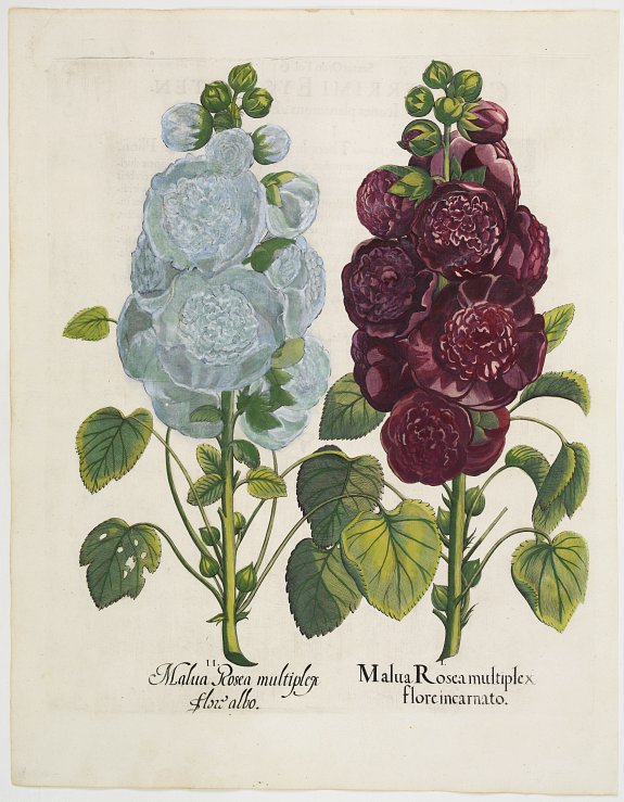 BASILIUS BESLER, Malua Rosae multiplex Flora albo. Malua Rosae multiplex Floreincarnato., antique map, old maps
