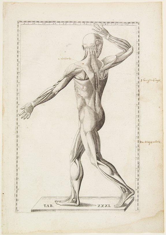 LANCISI,G.M., Anatomical print., antique map, old maps