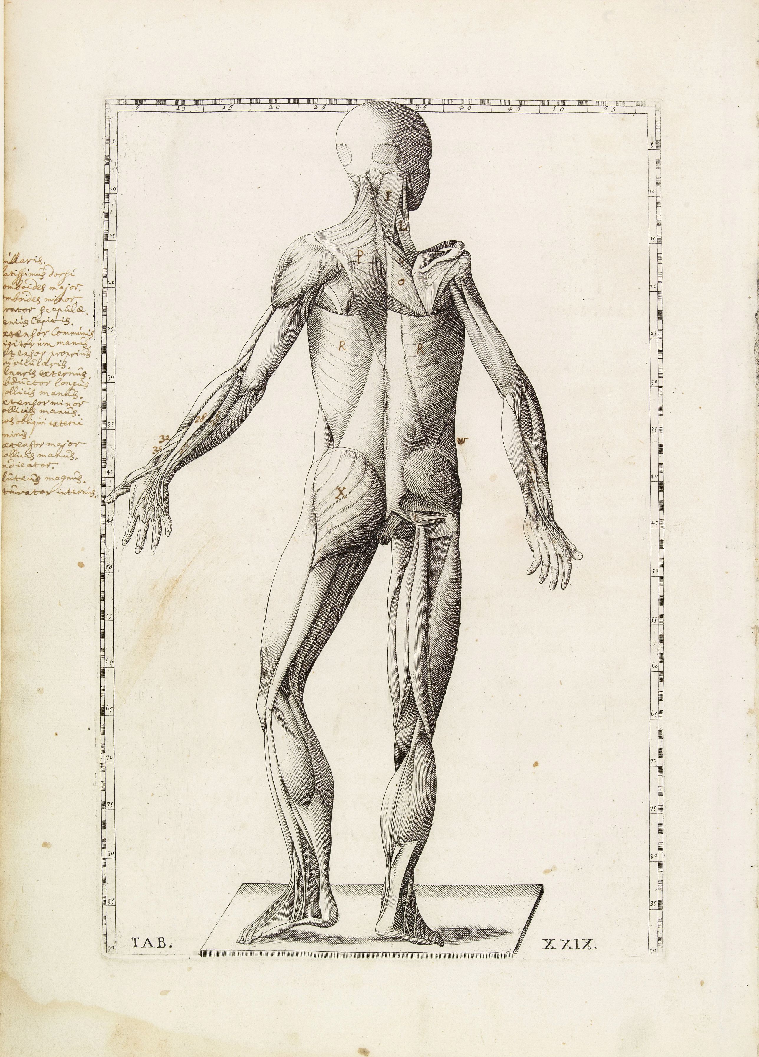 LANCISI,G.M., Anatomical print. TAB. XXIX., antique map, old maps