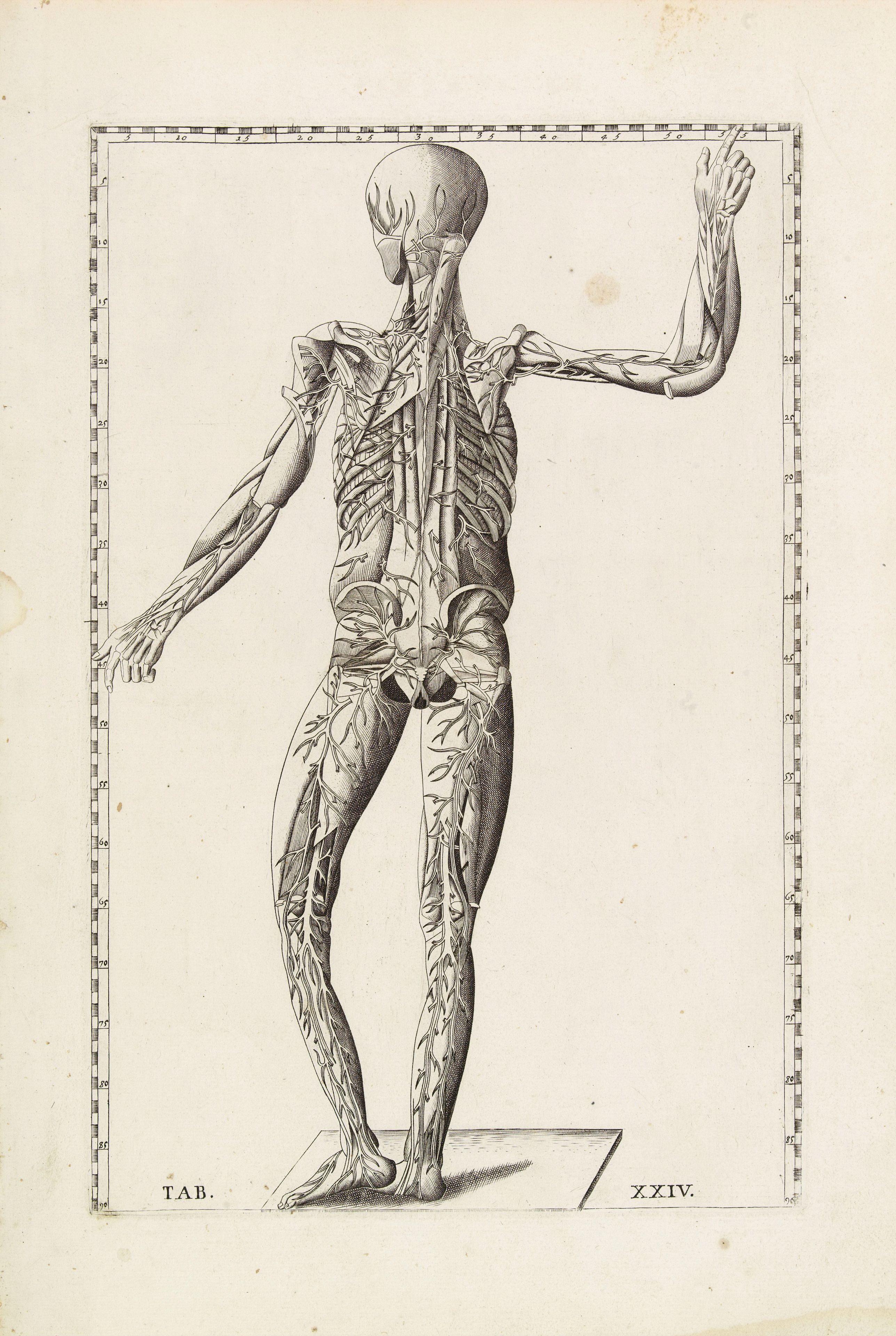 LANCISI,G.M., Anatomical print. TAB.XXIV., antique map, old maps