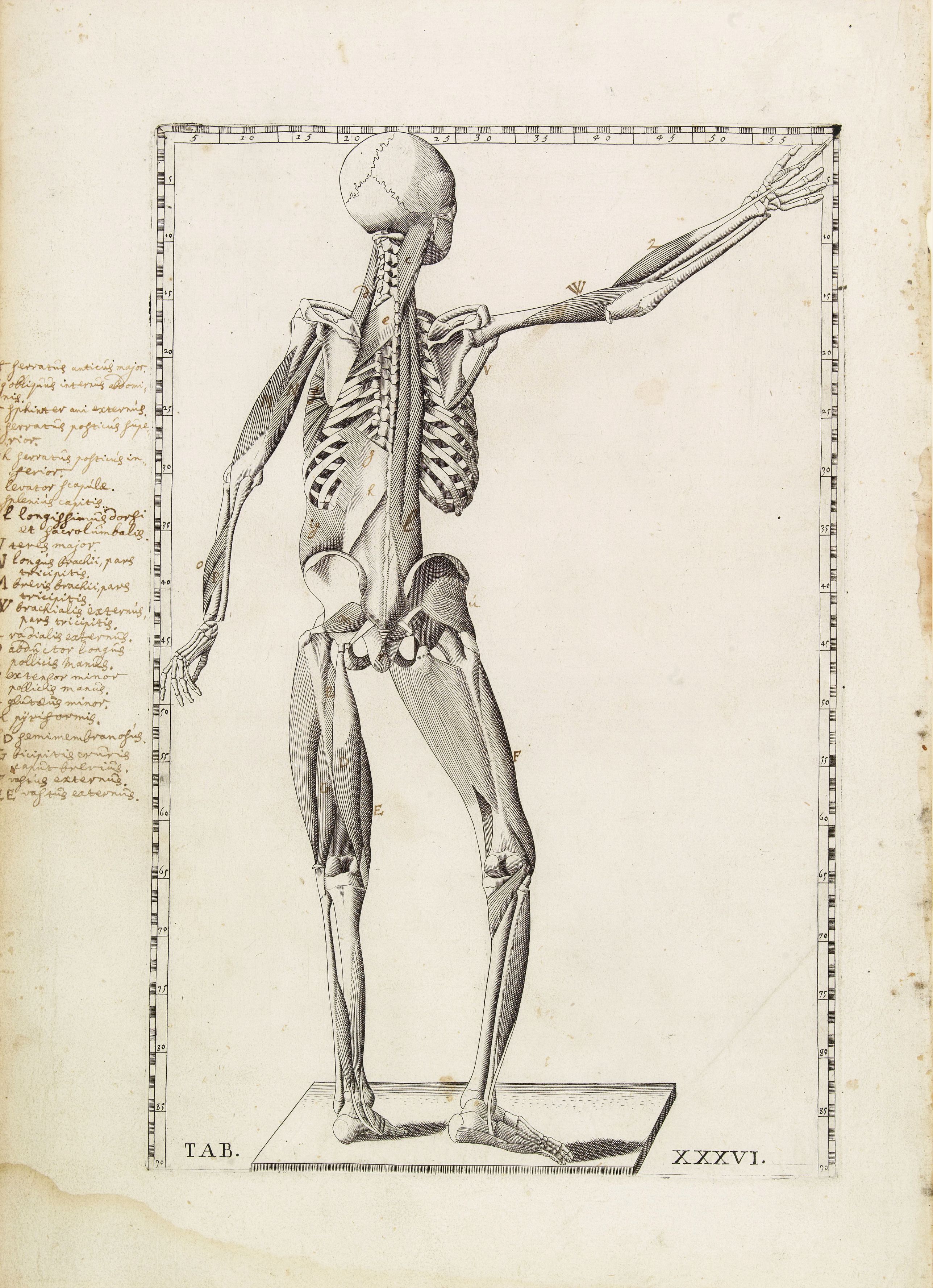 LANCISI,G.M., Anatomical print. TAB. XXXVI., antique map, old maps