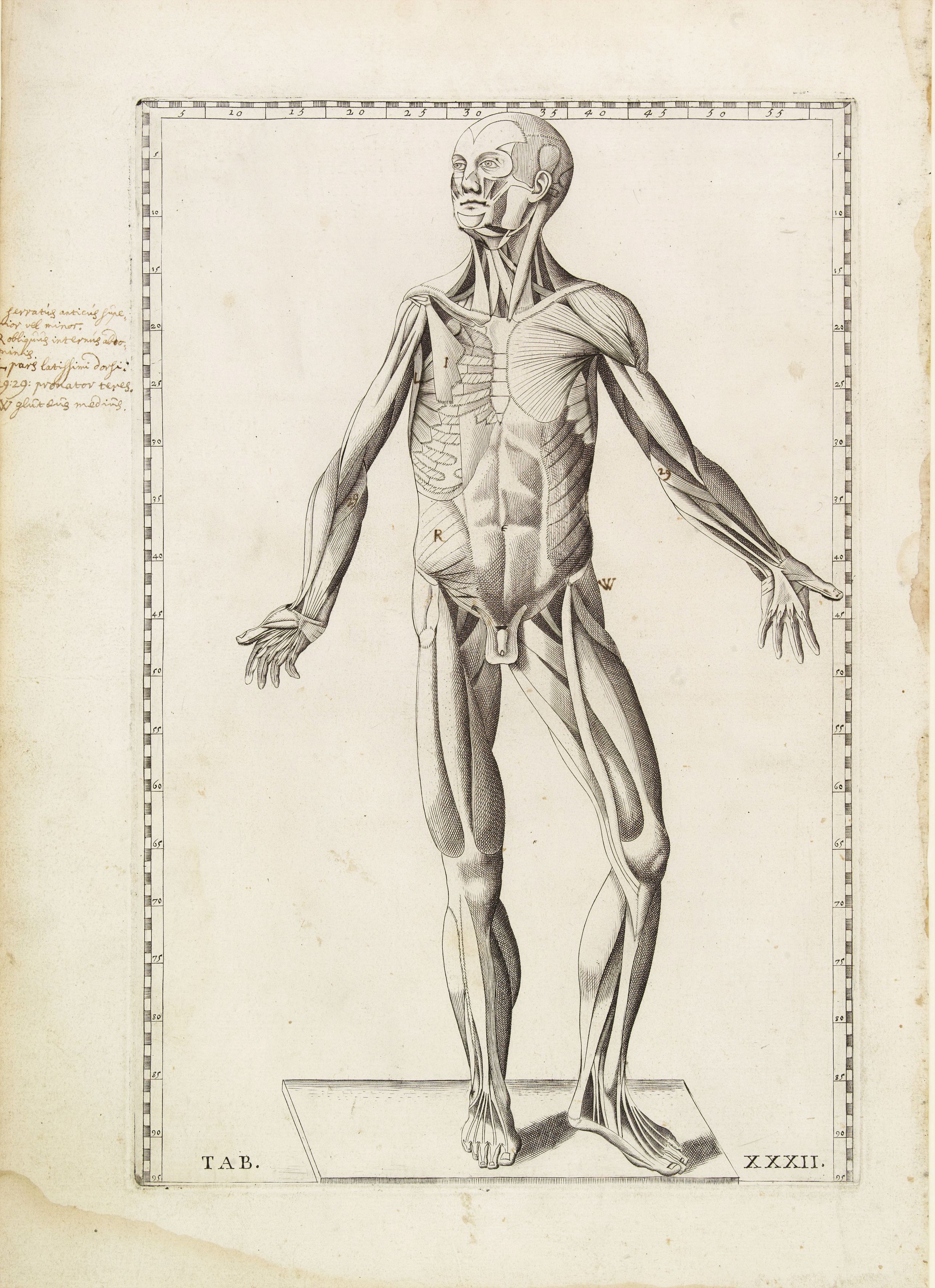 LANCISI,G.M., Anatomical print. TAB. XXXII., antique map, old maps