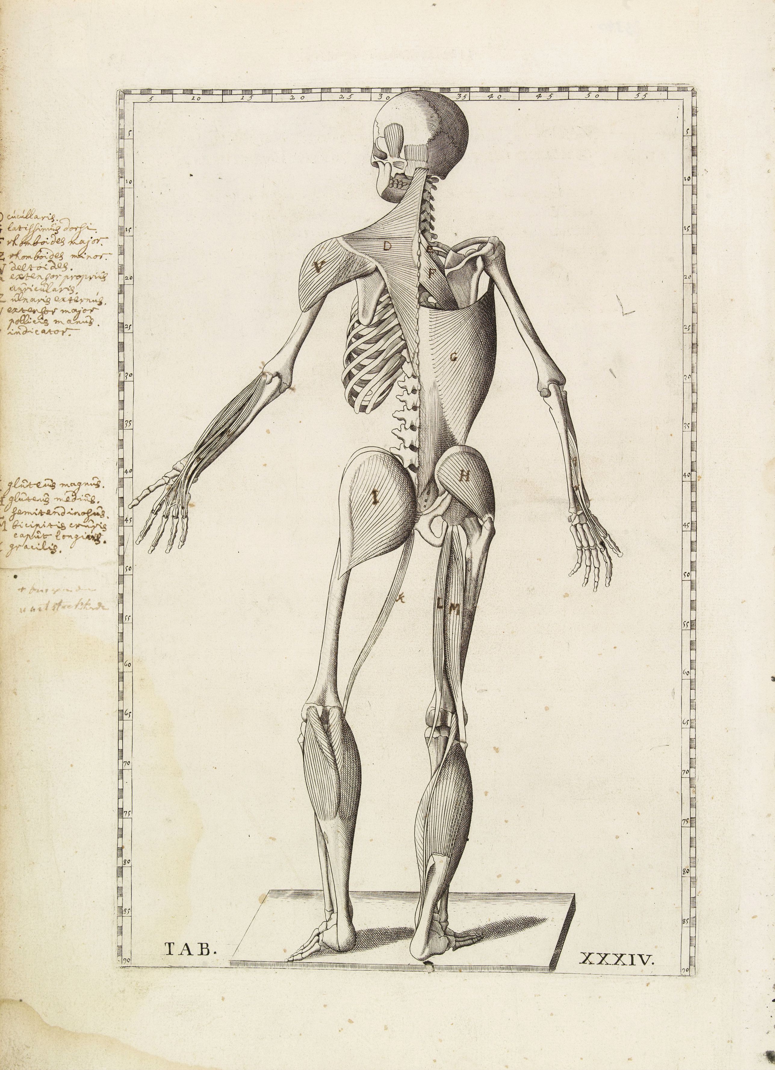 LANCISI,G.M., Anatomical print., antique map, old maps