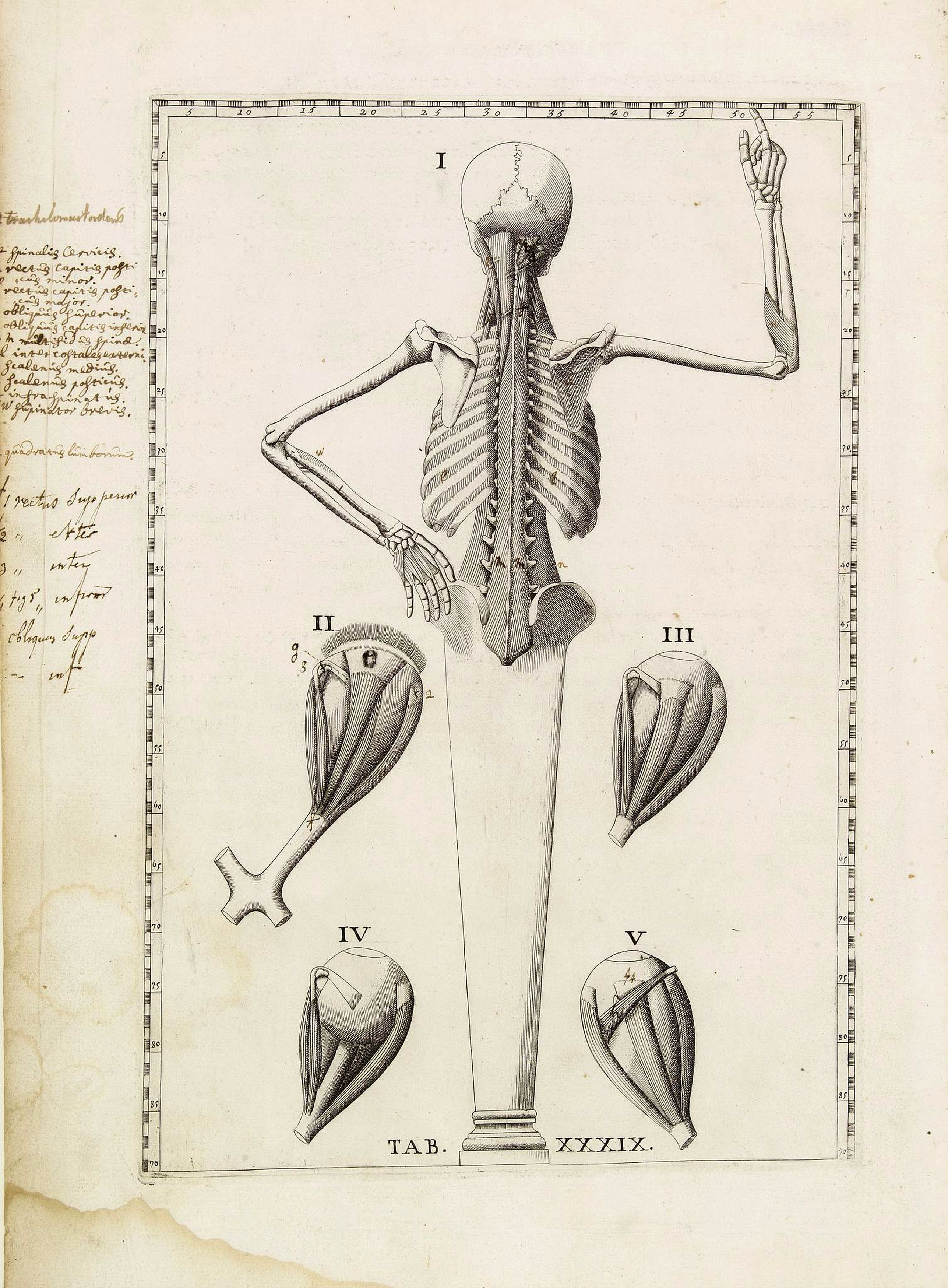 LANCISI,G.M., Anatomical print. TAB. XXXIX., antique map, old maps