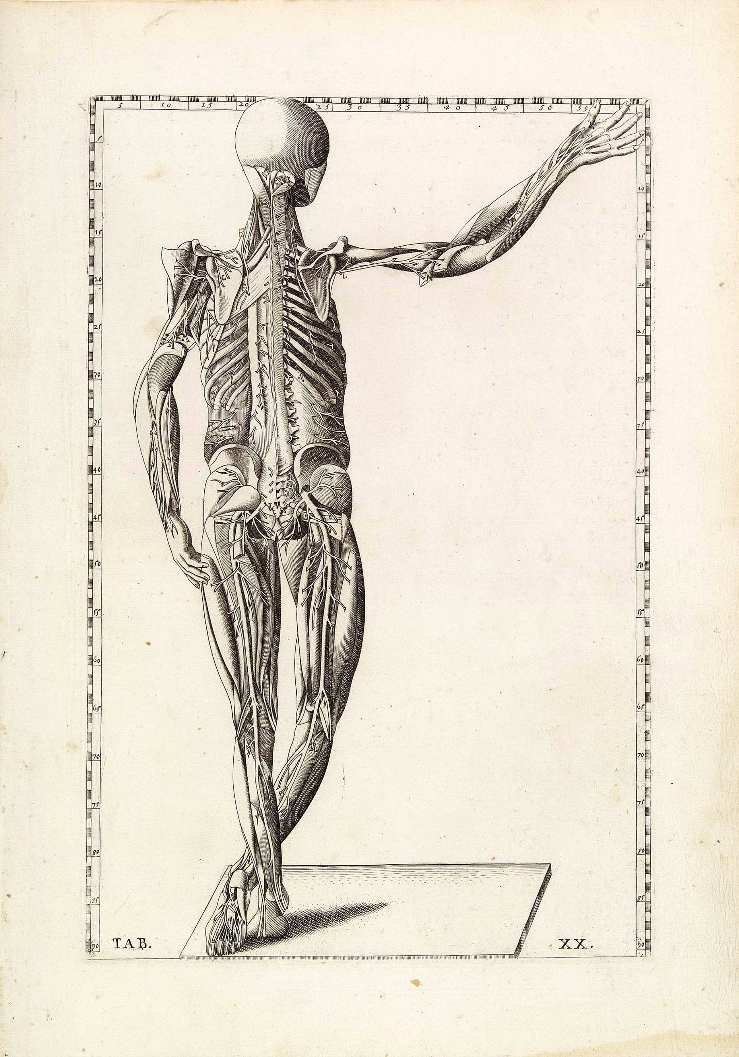 LANCISI,G.M., Anatomical print. TAB. XX., antique map, old maps