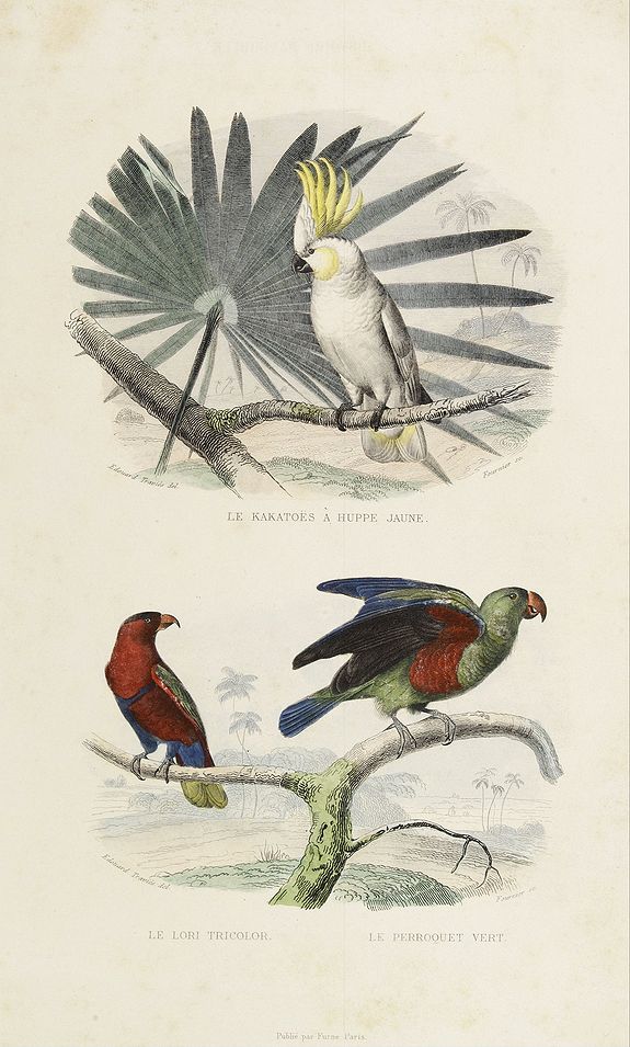BUFFON, C., 1) Le Kakatoës à Huppe Jaune. 2) Le Lori Tricolor. Le Perroquet Vert., antique map, old maps
