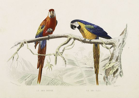 FURNE ET CIE., La Ara Rouge. Le Ara Bleu., antique map, old maps