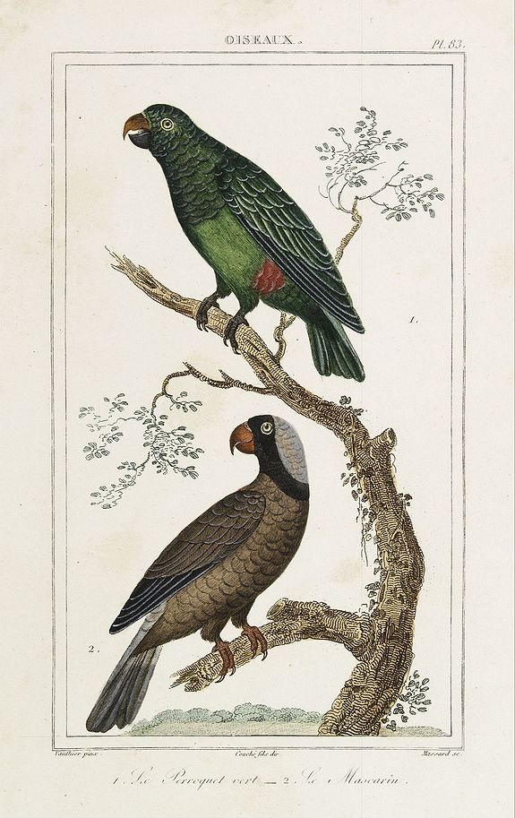 BUFFON, C., OISEAUX. 1. Le Perroquet vert - 2. Le Mascarin., antique map, old maps