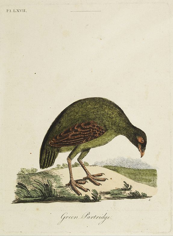LATHAM, J., Green Partridge., antique map, old maps