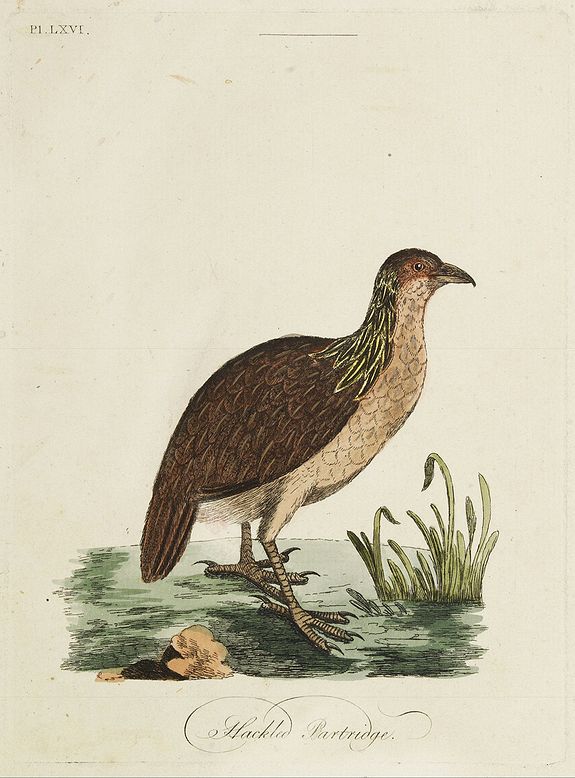 LATHAM, J.A., Hackled Partridge., antique map, old maps