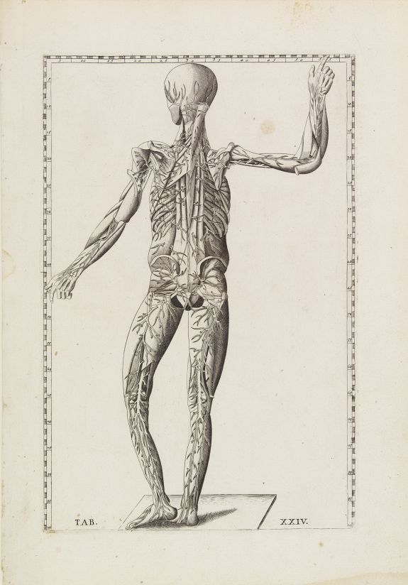 LANCISI, G.M., Anatomical print. TAB.XXIV., antique map, old maps