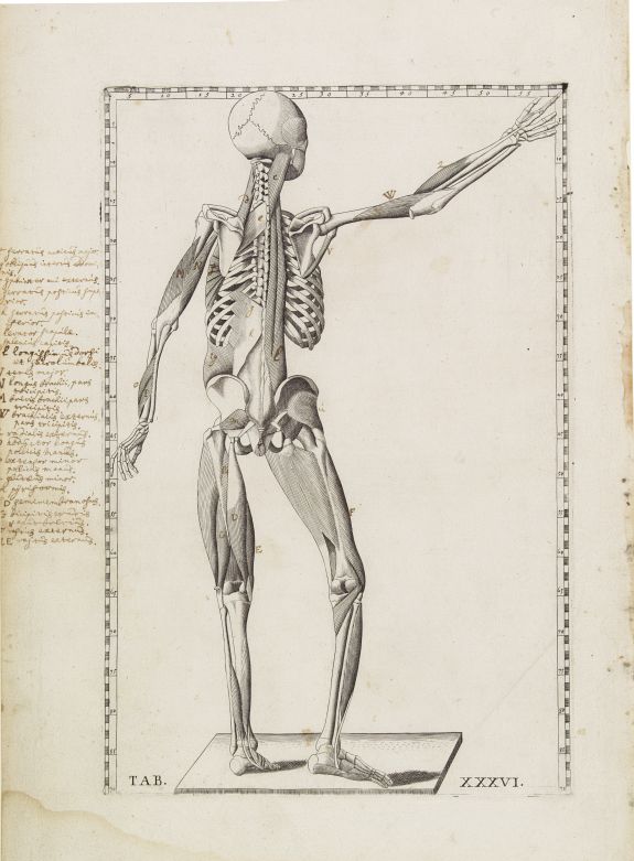 LANCISI, G.M., Anatomical print. TAB. XXXVI., antique map, old maps