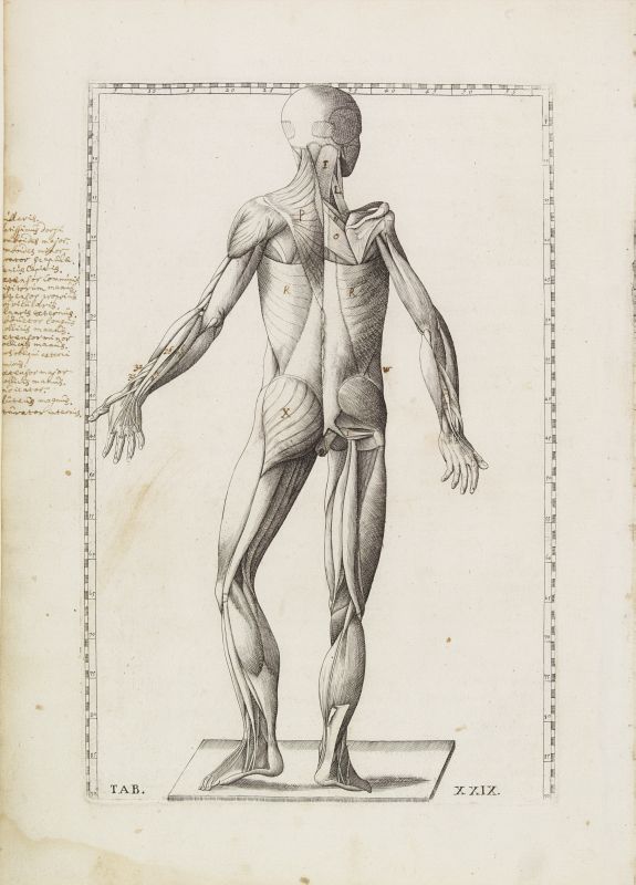LANCISI, G.M., Anatomical print. TAB. XXIX., antique map, old maps