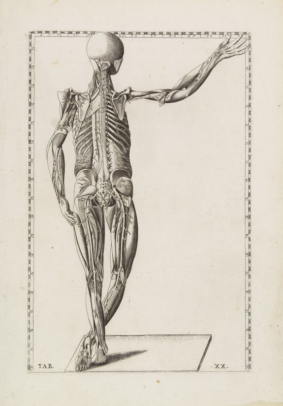 LANCISI, G.M., Anatomical print. TAB. XX., antique map, old maps