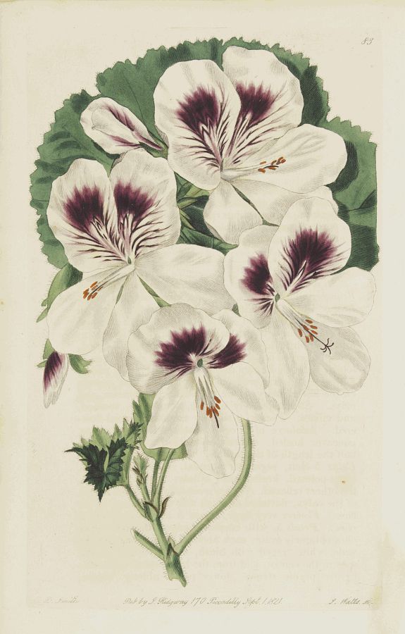 CURTIS,W., Flower (Plate 83)., antique map, old maps