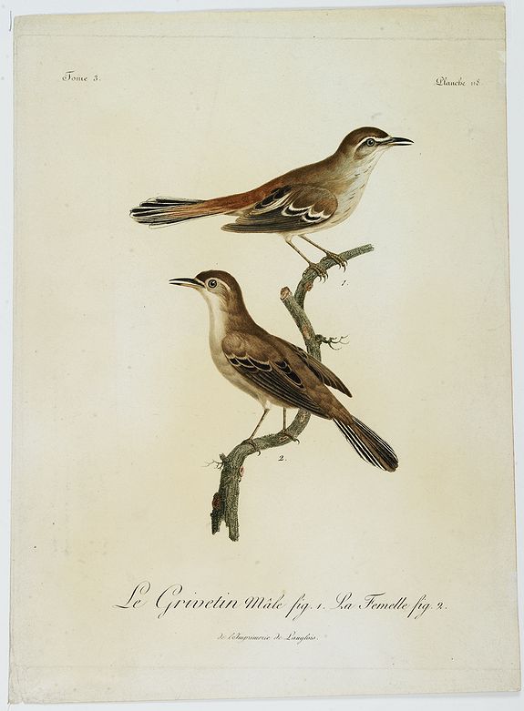 LEVAILLANT, F., Le Grivetin mâle fig. 1. La Femelle fig. 2. Planche 118., antique map, old maps