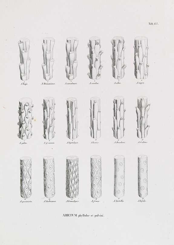 VON SIEBOLD, P.Fr.B., ABIETUM phyllulae et pulvini.s. Tab. 137., antique map, old maps