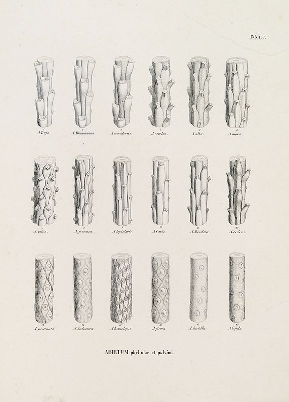 VON SIEBOLD, P.Fr.B., ABIETUM phyllulae et pulvini.s. Tab. 137., antique map, old maps