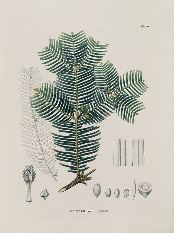 VON SIEBOLD, P.F., CEPHALOTAXUS drupacea. Tab. 131., antique map, old maps