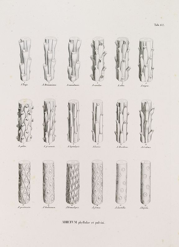 VON SIEBOLD, P.Fr.B., ABIETUM phyllulae et pulvini.s. Tab. 137., antique map, old maps
