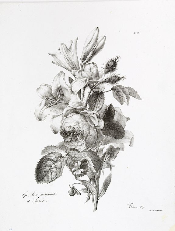 ENGELMANN, G., Lys, Rose mousseuse et Pensée. N° 15., antique map, old maps