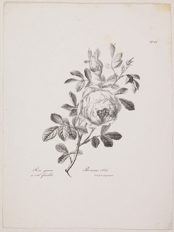 ENGELMANN, G., Rose jaune à cent feuilles. N° 365., antique map, old maps