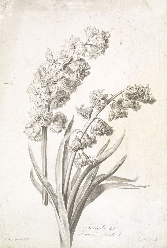 SPAENDONCK, Van. G., Jacinthe double. Hyacinthus orientalis. L., antique map, old maps