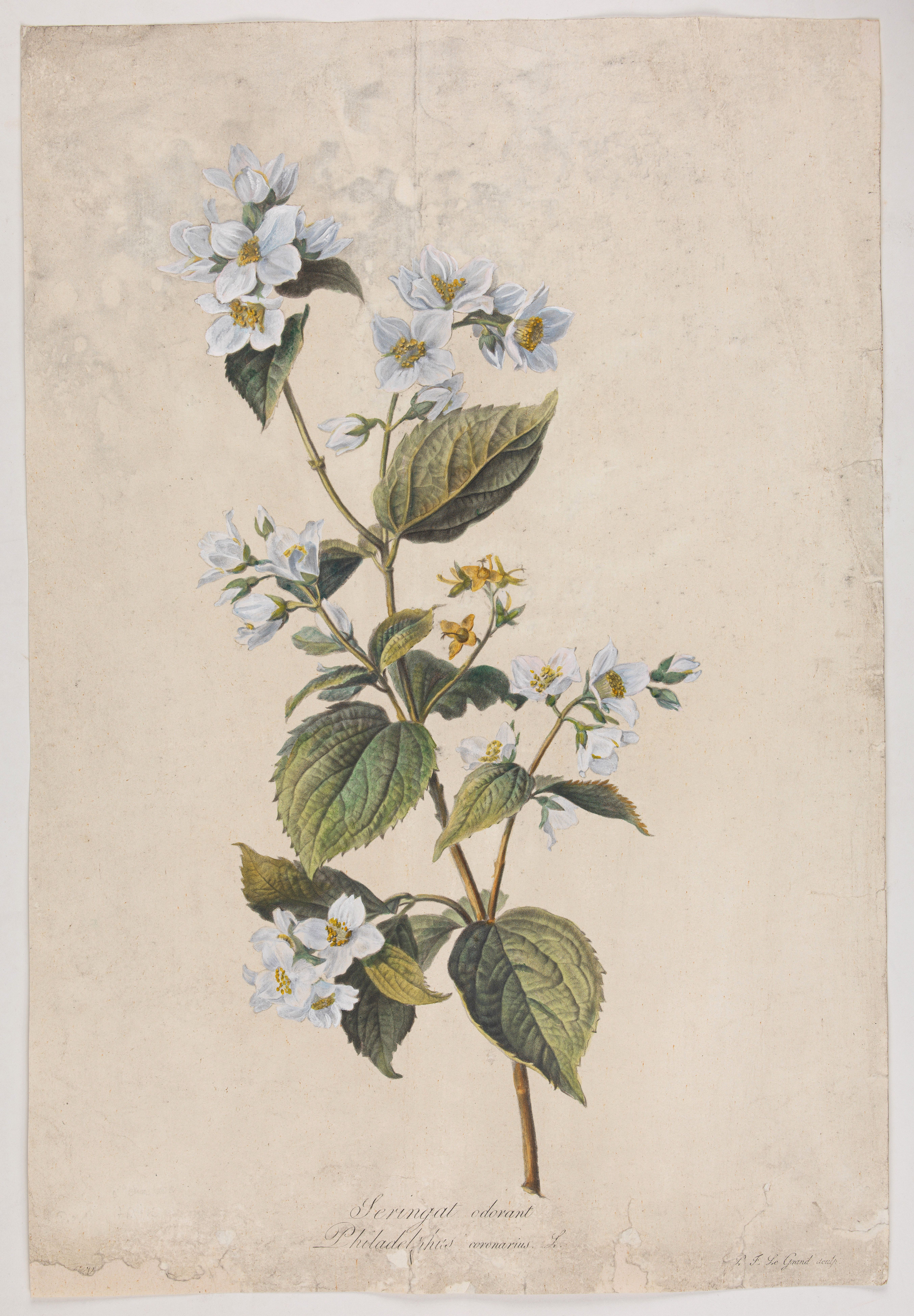 SPAENDONCK, Van. G., Seringat odorant. Philadelphus coronarius. L., antique map, old maps