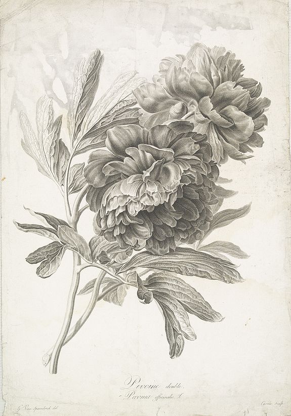 SPAENDONCK, van. G., Pivoine double. Poenia officinalis. L., antique map, old maps