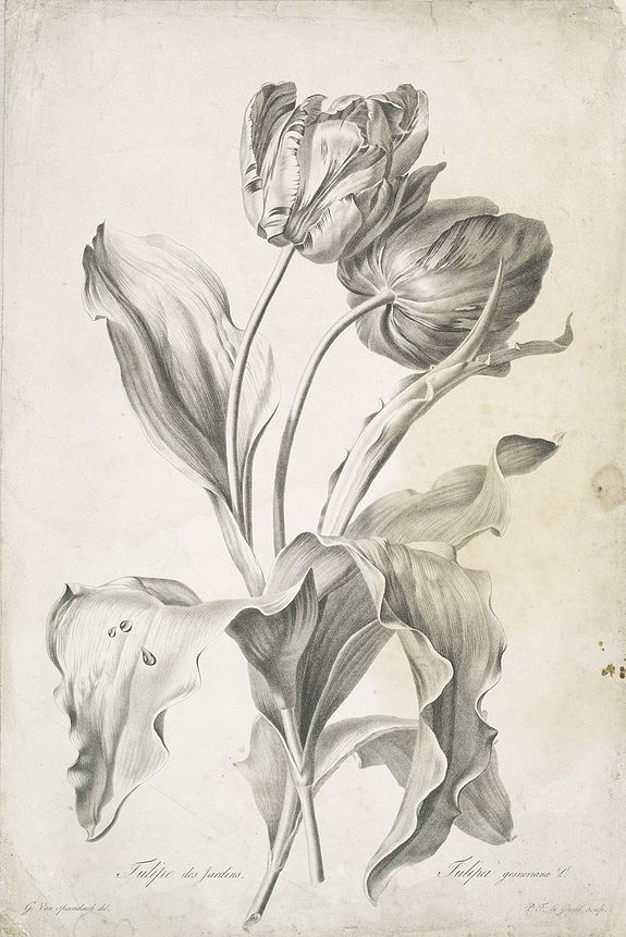 SPAENDONCK, Van. G., Tulipe des Jardins. Tulipa gesneriana. L., antique map, old maps