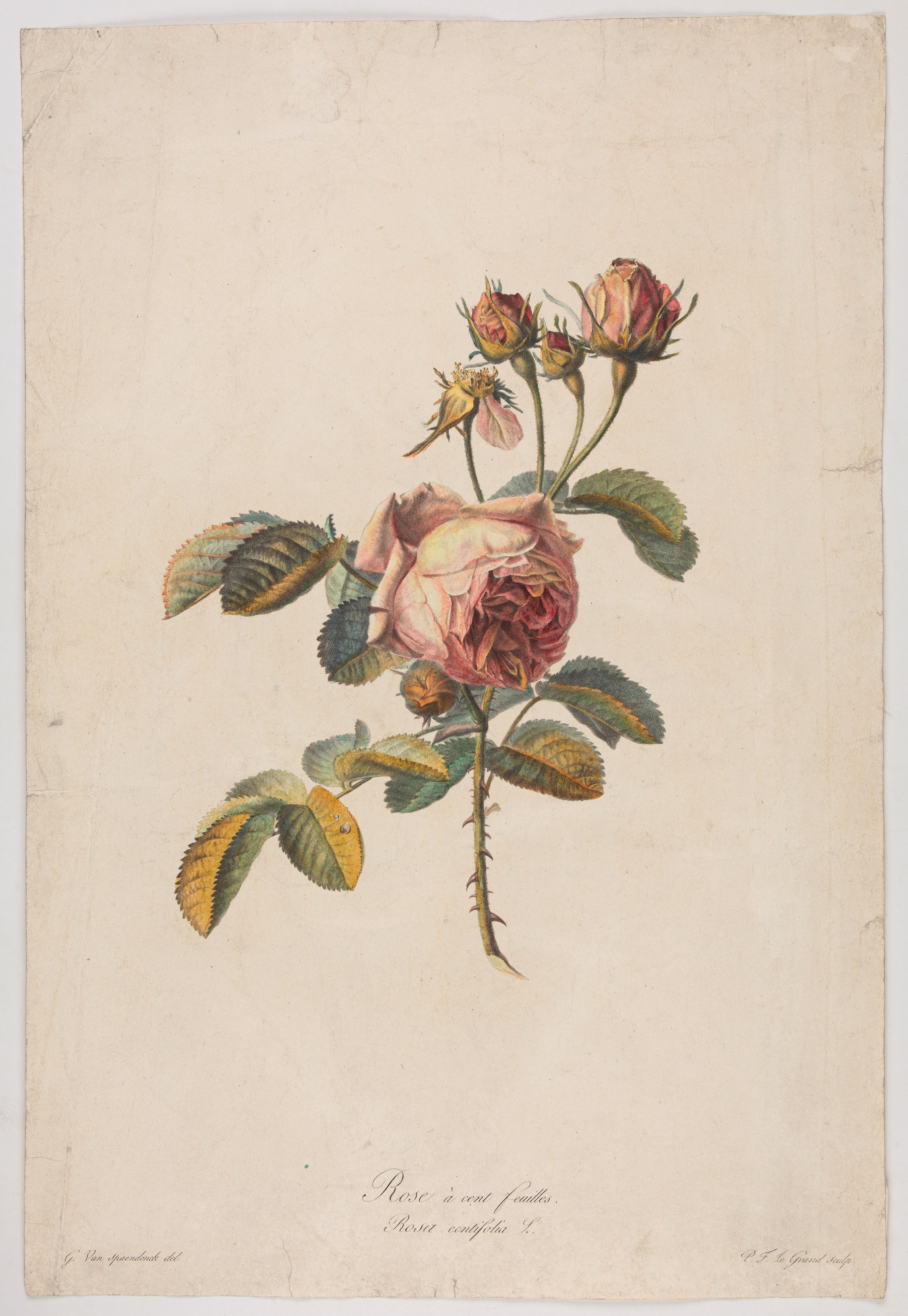 SPAENDONCK, Van. G., Rose à cent feuilles - Rosa contifolia L., antique map, old maps
