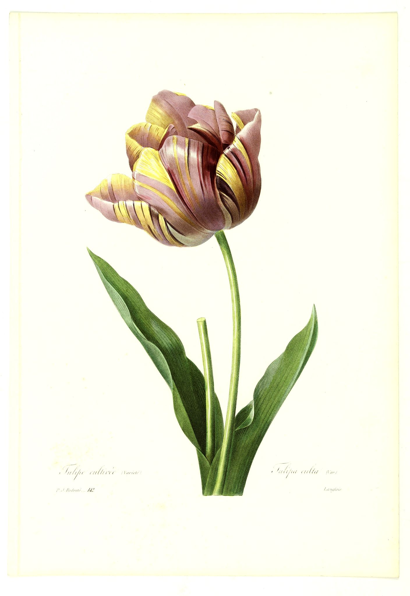REDOUTÉ, P-J., Tulpe cultivée (Varieté), antique map, old maps
