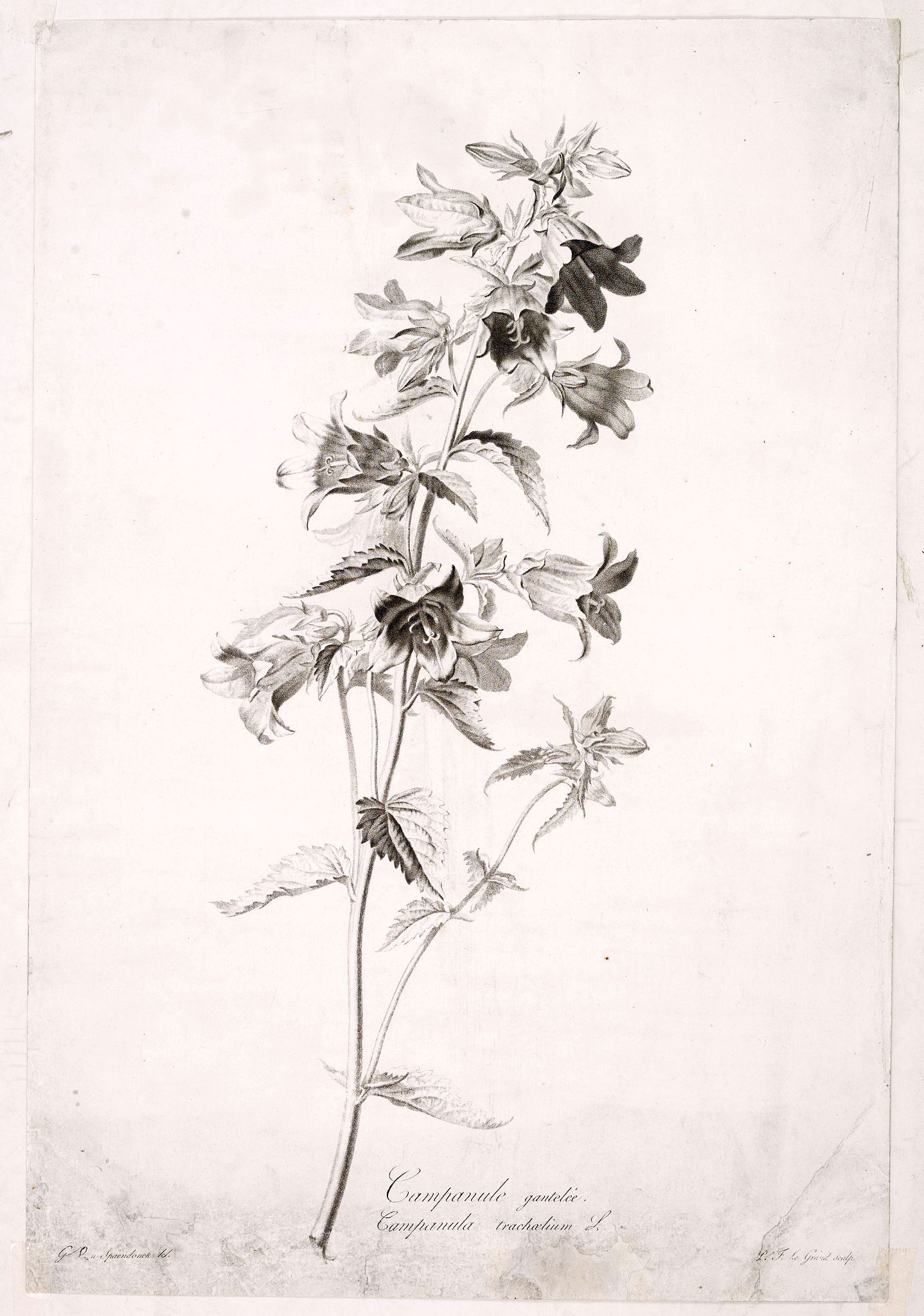 SPAENDONCK, Van. G., Campanule gantelée. - Campanule trachaelium L., antique map, old maps