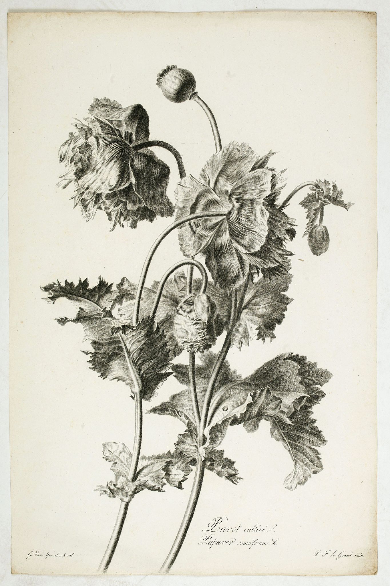 SPAENDONCK, Van. G., Pavot cultivé. Papaver somniferum L., antique map, old maps