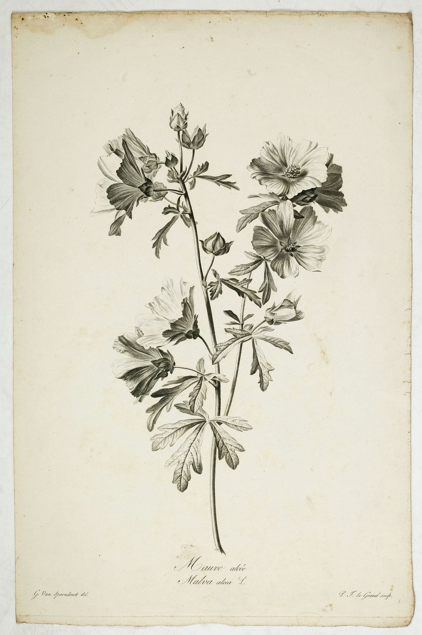 SPAENDONCK, Van. G., Mauve alcée. Malva alcea L., antique map, old maps