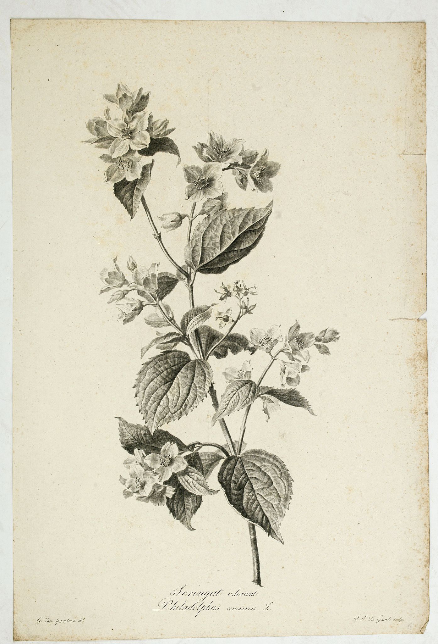 SPAENDONCK, Van. G., Seringat odorant - Philadelphus coronarius L., antique map, old maps