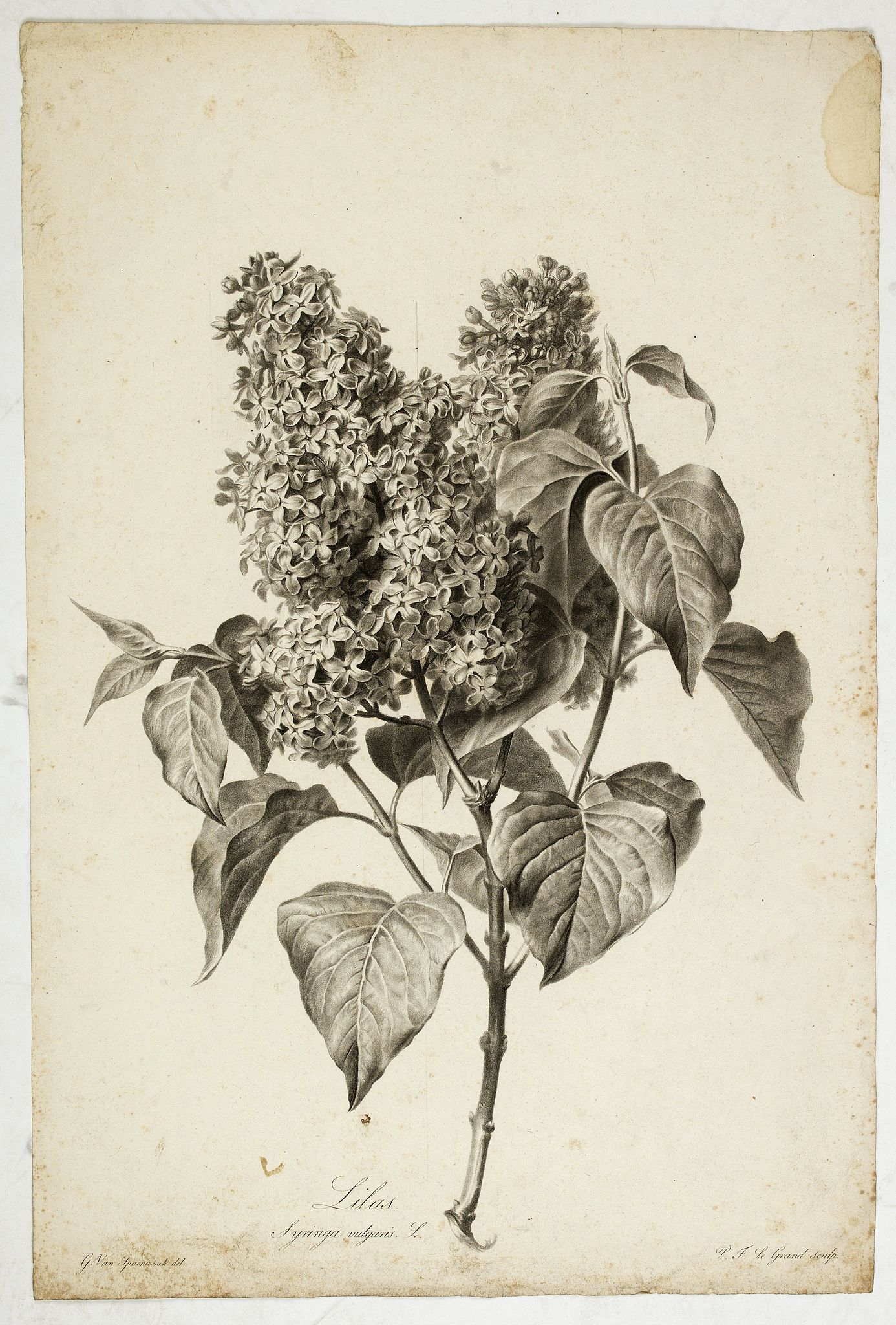 SPAENDONCK, Van. G., Lilas - Syringa vulgaris L., antique map, old maps