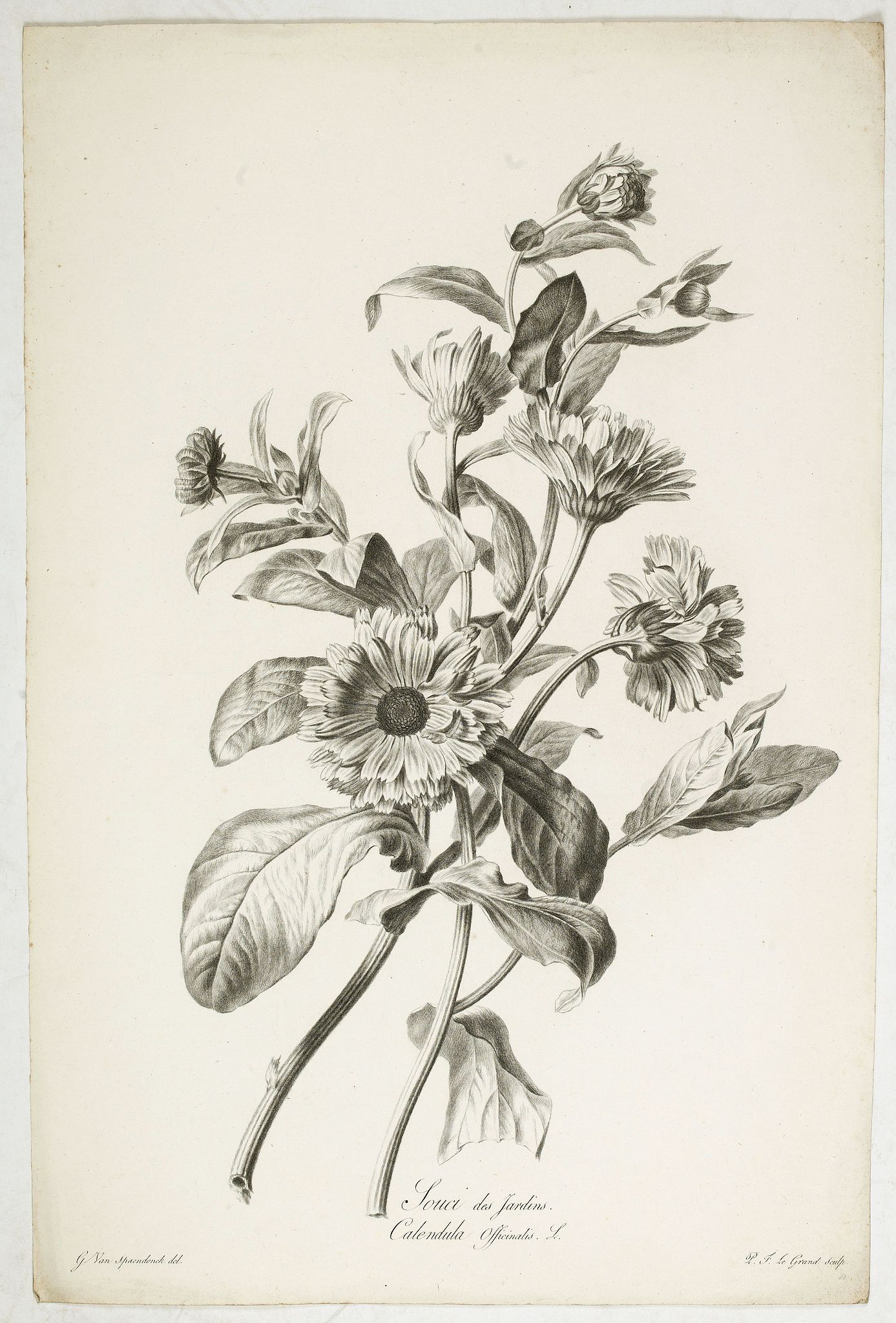SPAENDONCK, Van. G., Souci des Jardins. Calendula Officinalis. L., antique map, old maps