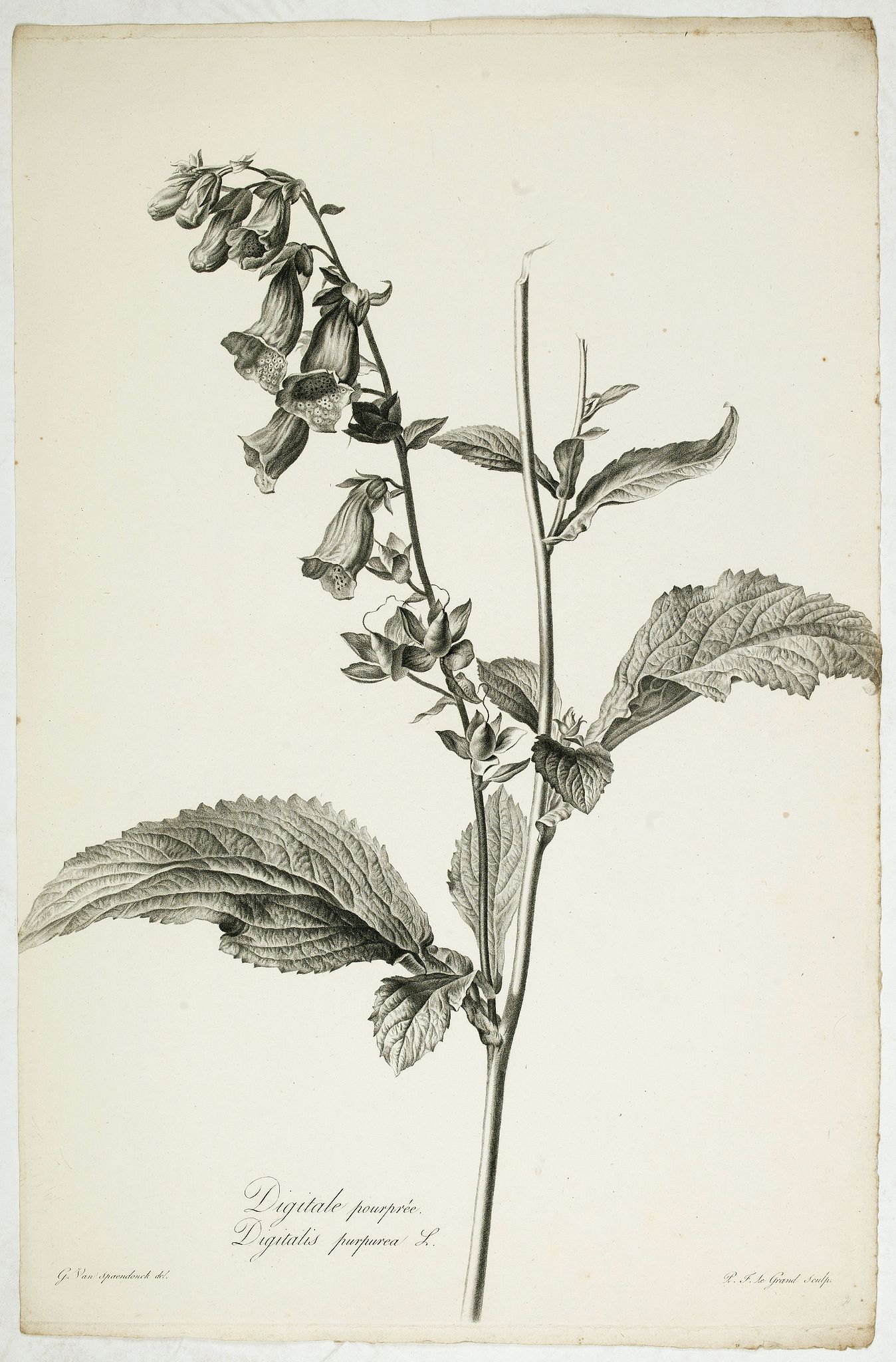 SPAENDONCK, Van. G., Digitale pourprée. Digitalis purpurea L., antique map, old maps