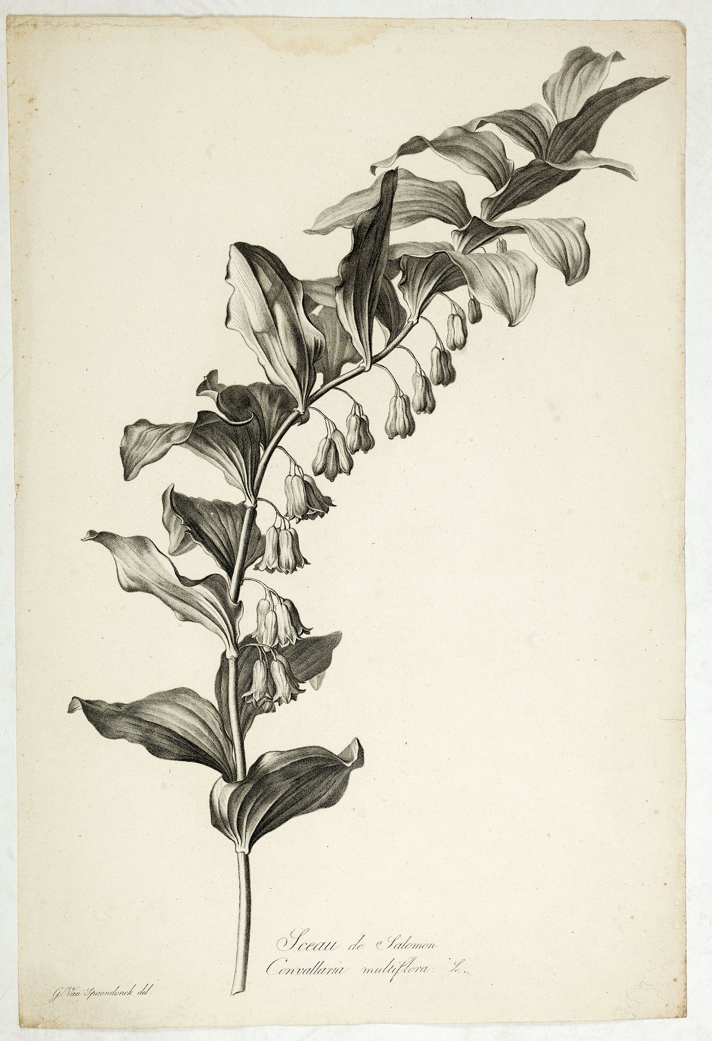 SPAENDONCK, Van. G., Sceau de Salomon. Convallaria multiflora L., antique map, old maps