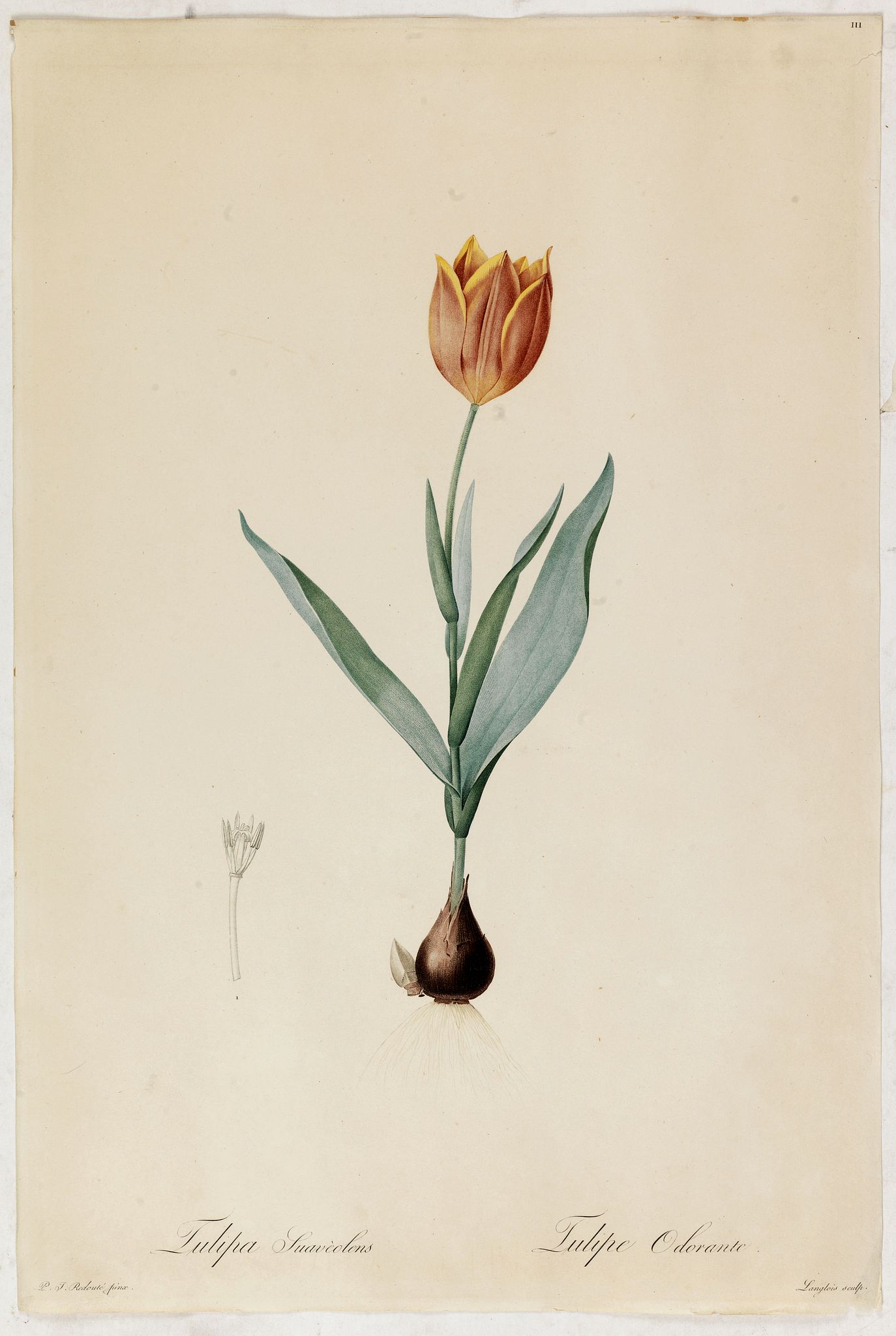 REDOUTÉ, P-J., Tulipa Suavéolens Tulipe Odorante., antique map, old maps