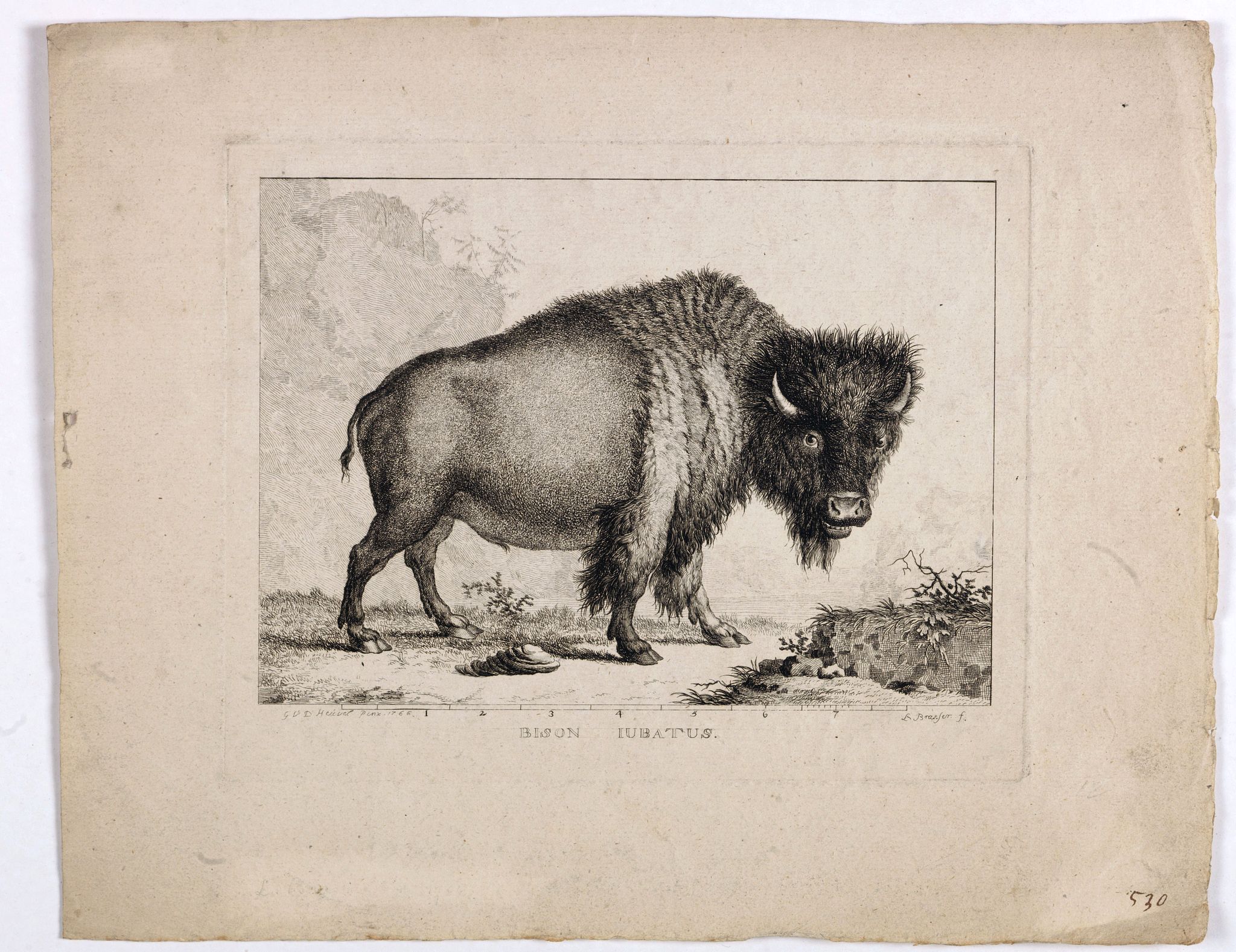 BRASSIER, L, Bison Iubatus., antique map, old maps